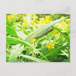 Monarch Caterpelare (Danaus plexippus) Vykort