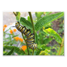 Monarch Caterpelare