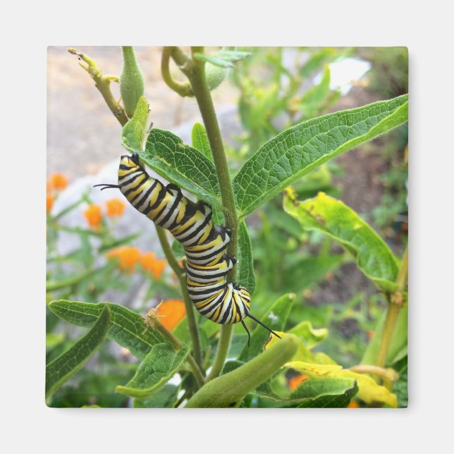 Monarch Caterpelare Magnet (Framsidan)