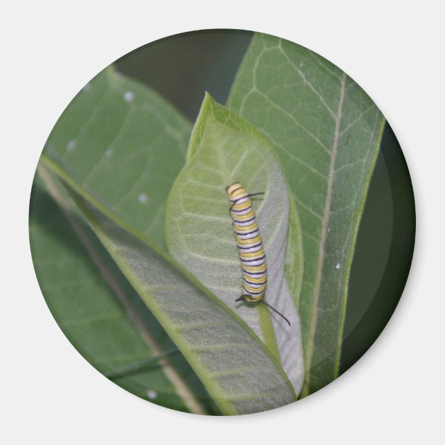 Monarch Caterpelare magnet (Framsidan)