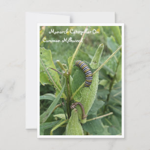 Monarch Caterpelare om ett gemensamt vykort för mj