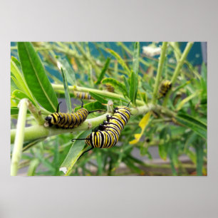 Monarch Caterpelare Poster