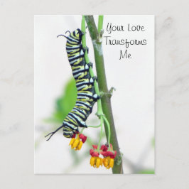Monarch Caterpelare Valentine vykort