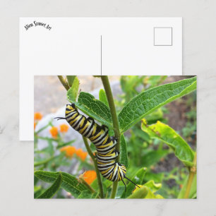 Monarch Caterpelare Vykort