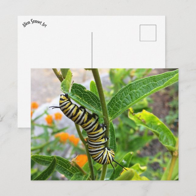 Monarch Caterpelare Vykort (Fram/baksida)
