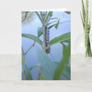 "Monarch Caterpillar #1" Påskkort Kort