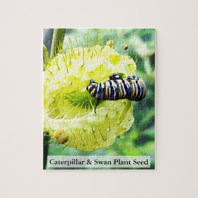 Monarch Caterpillar & Swan Plant Seed 110 Pcs Pussel (Vertikal)