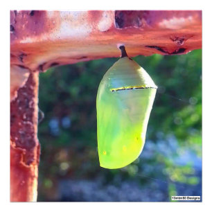 Monarch Chrysalis 2018 - Photo Print Fototryck