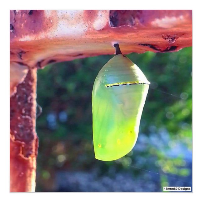 Monarch Chrysalis 2018 - Photo Print Fototryck (Framsidan)