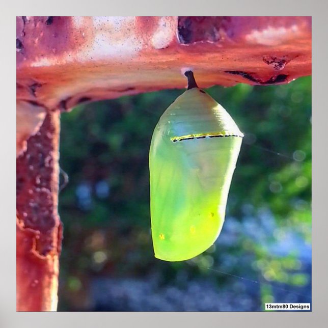 Monarch Chrysalis 2018 - Poster (Framsidan)