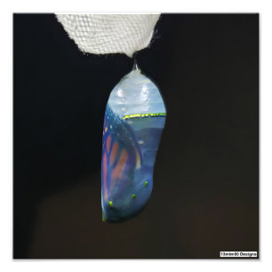 Monarch Chrysalis 2022 - Fotoutskrift Fototryck
