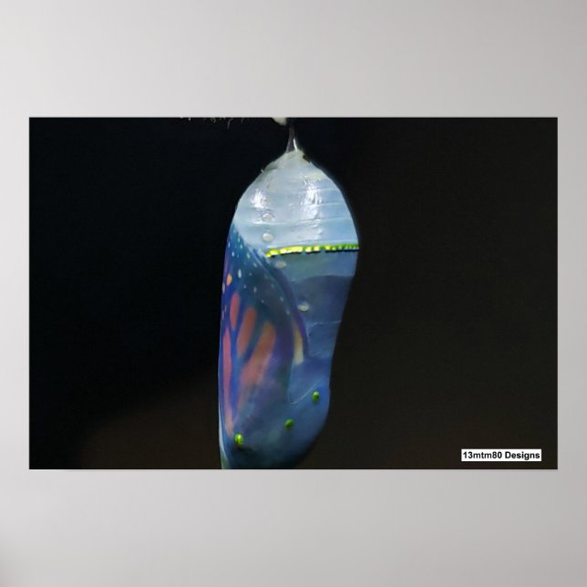 Monarch Chrysalis 2022 - Poster (Framsidan)