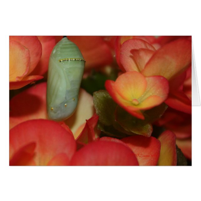 Monarch Chrysalis Hälsningskort (Framsidan Horizontal)