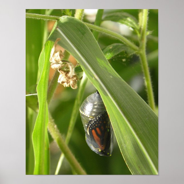 Monarch_Chrysalis_P9120583_cropcpyrt Poster (Framsidan)