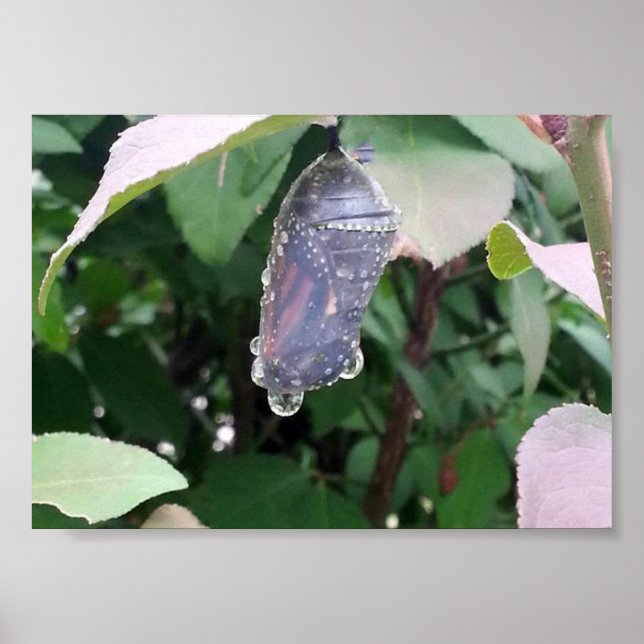 Monarch Chrysalis Poster (Framsidan)