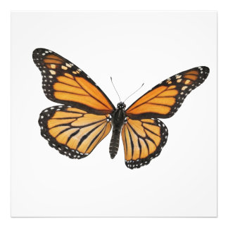 Monarch Drift Fototryck