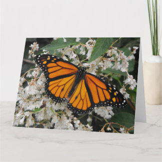 Monarch eller Milkweed Butterfly Tack Kort