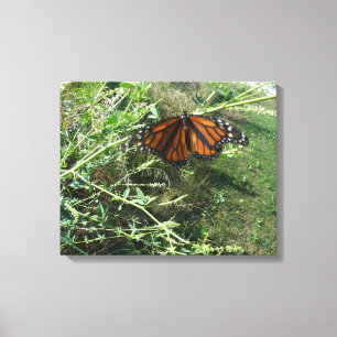 Monarch-fjäril Canvastryck