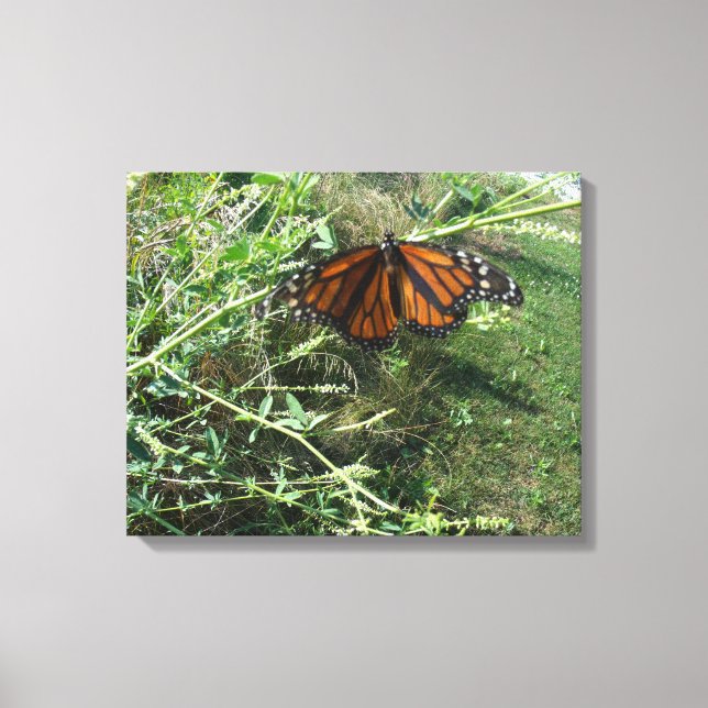 Monarch-fjäril Canvastryck (Framsida)
