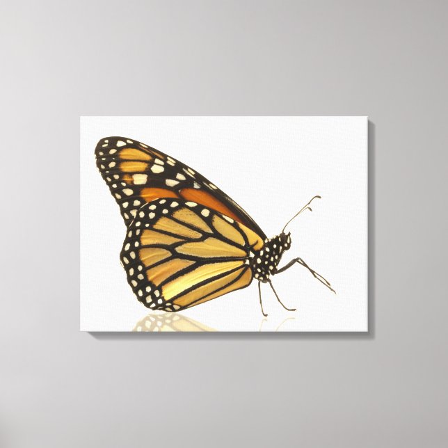 Monarch-fjäril Canvastryck (Framsida)