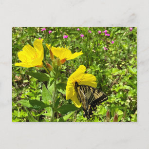 Monarch-fjäril, gult-vykort ©️ dh helg vykort