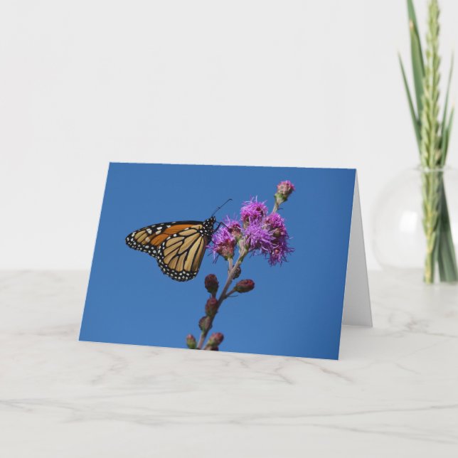 Monarch-fjäril Kort (Framsida)