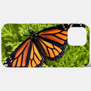 Monarch-fjäril på cypress