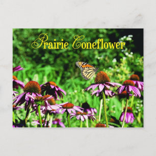 Monarch-fjäril på lila prairie coneflower vykort