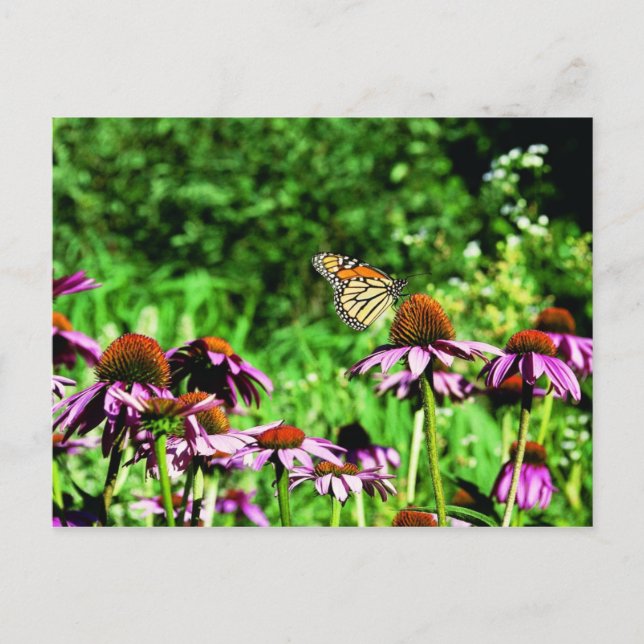 Monarch-fjäril på lila prairie coneflower vykort (Framsida)