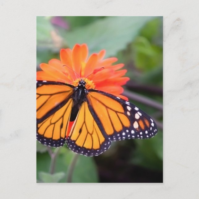 Monarch-fjäril på orange blomma vykort (Framsida)