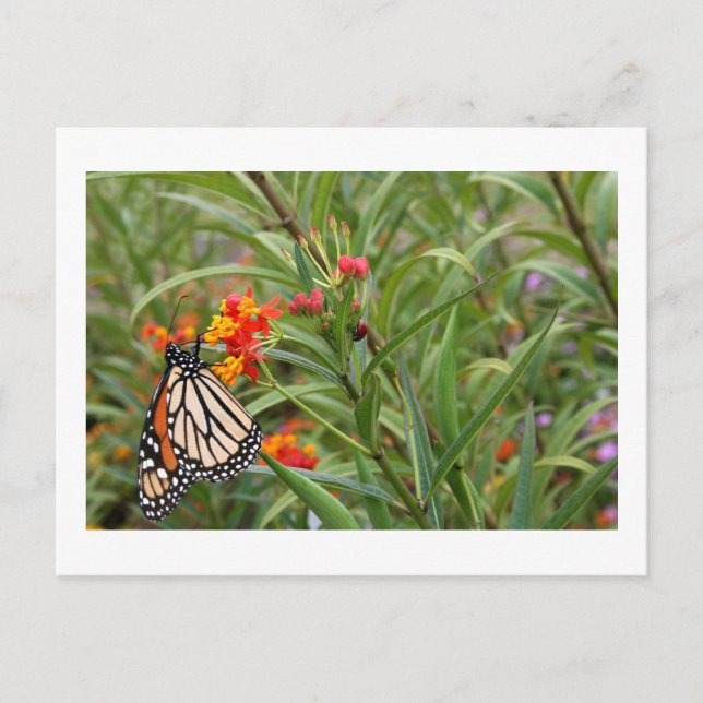 Monarch-fjäril på rödblommans blomma i orange vykort (Framsida)