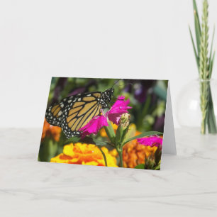 Monarch-fjäril på rosa marigold-greeting Card Kort