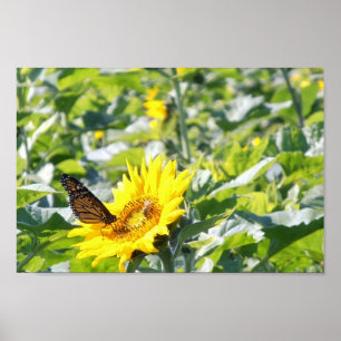 Monarch-fjäril på solrosblommor poster
