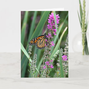 Monarch-fjäril på vilda blommor kort