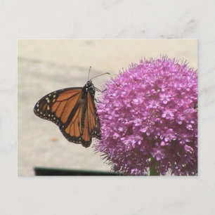 Monarch Fjäril Postkort Vykort