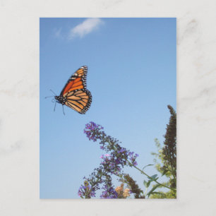 Monarch-fjäril under flygning vykort