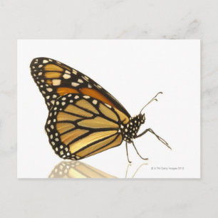 Monarch-fjäril Vykort