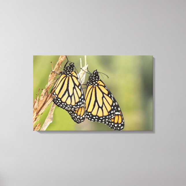 Monarch Fjärilar Photography Canvas Art (Framsida)