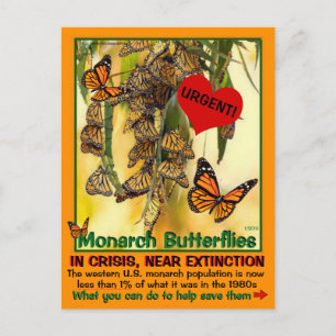Monarch-fjärilen är hotad - hjälp dem - vykort