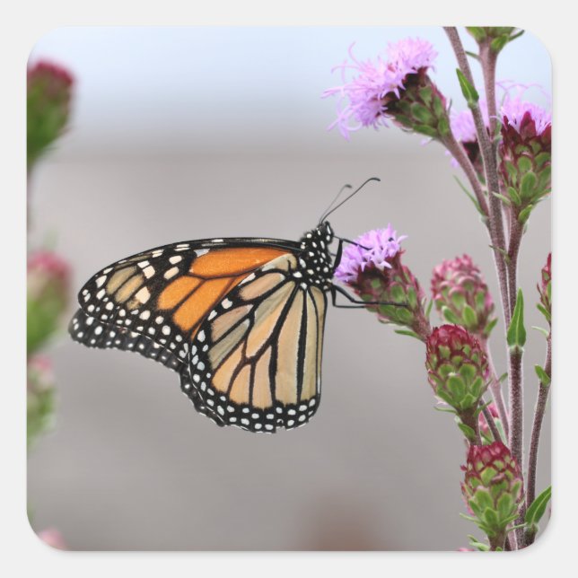 Monarch Fyrkantigt Klistermärke (Framsida)