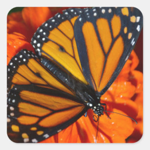 Monarch Fyrkantigt Klistermärke