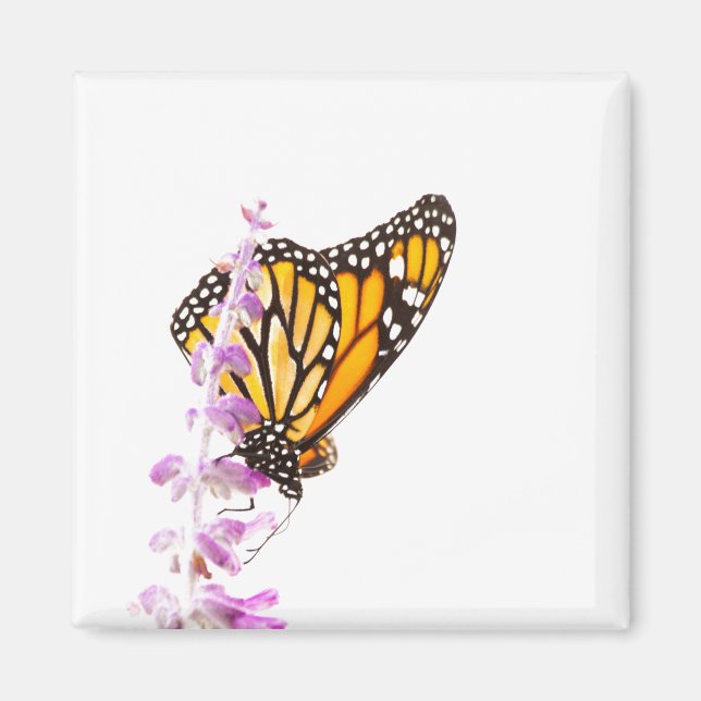 Monarch gick på lavender magnet (Framsidan)