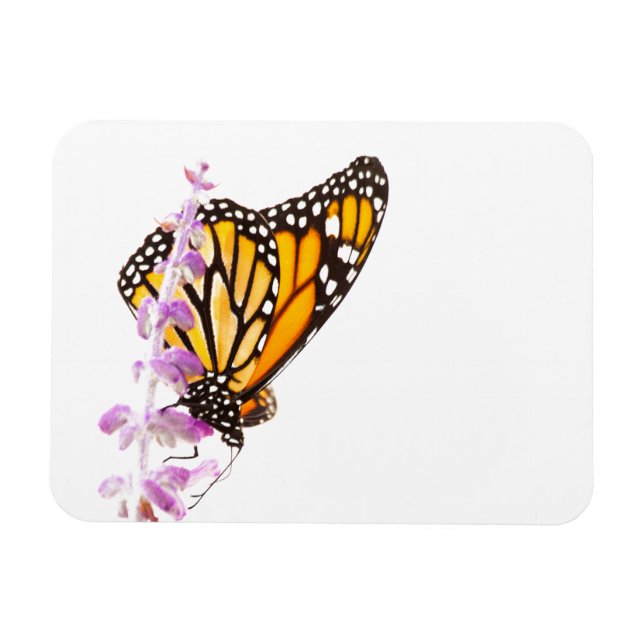 Monarch gick på lavender magnet (Horisontell)