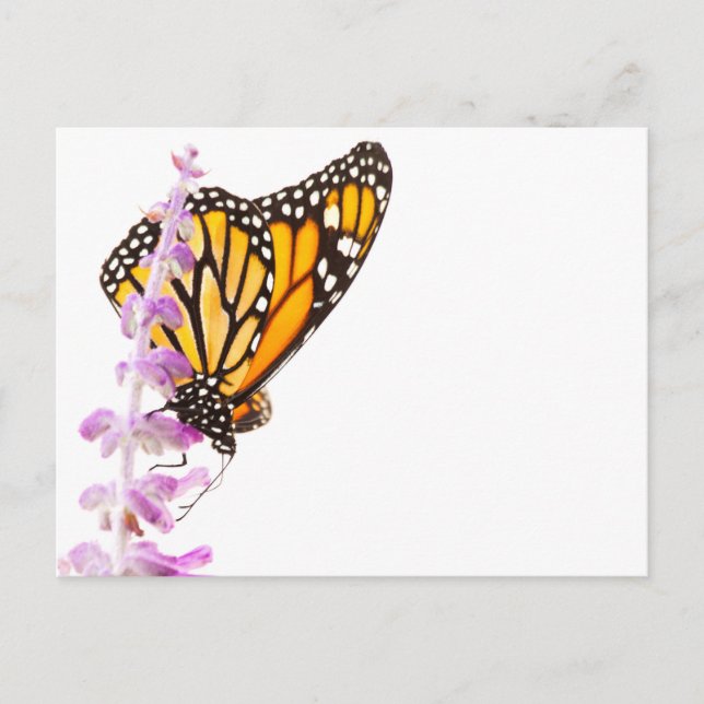 Monarch gick på lavender vykort (Framsida)