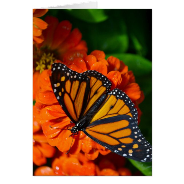 Monarch Hälsningskort (Framsidan)