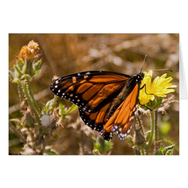 Monarch Hälsningskort (Framsidan Horizontal)
