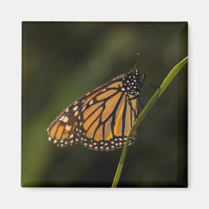 Monarch i bakgrundsbelysning magnet
