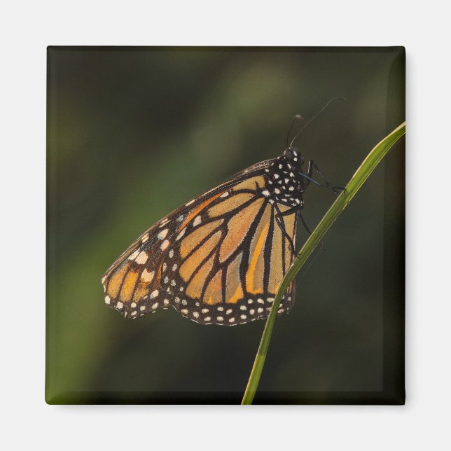 Monarch i bakgrundsbelysning magnet (Framsidan)