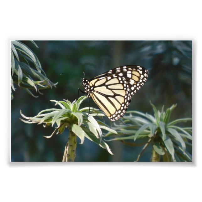 Monarch i väntan fototryck (Framsidan)