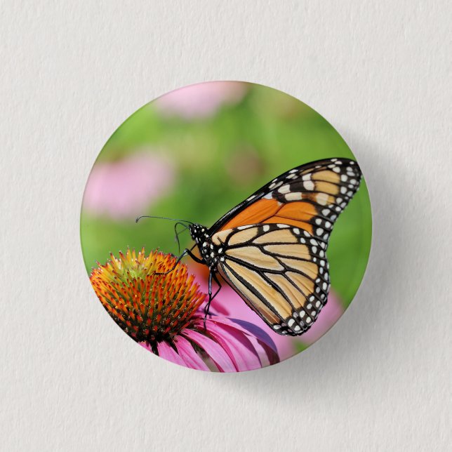 Monarch Knapp (Framsida)